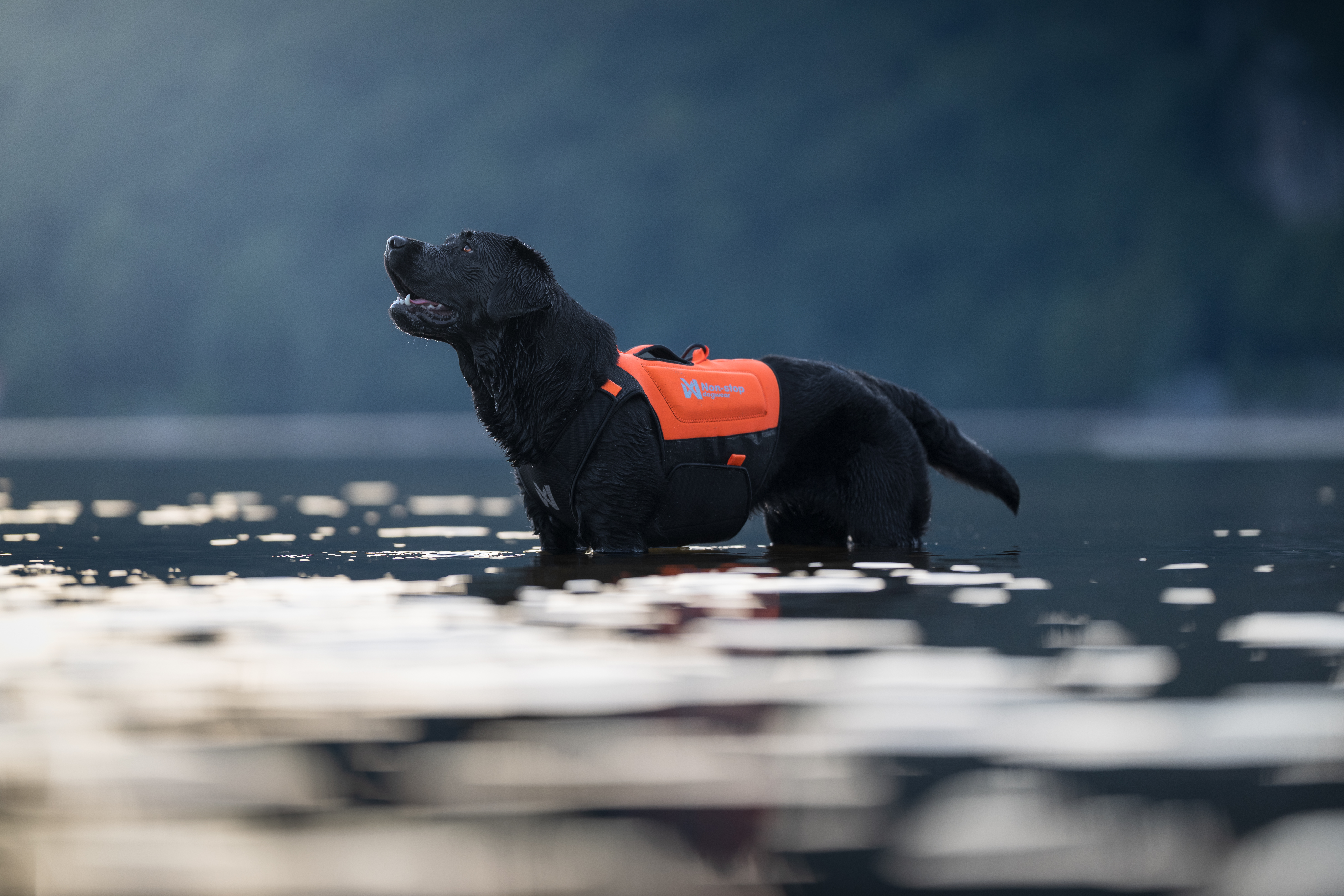 NSDxLabradorlivet_Neoprene_Vest-46
